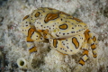   Gaudy Clown Crab Little Cayman  